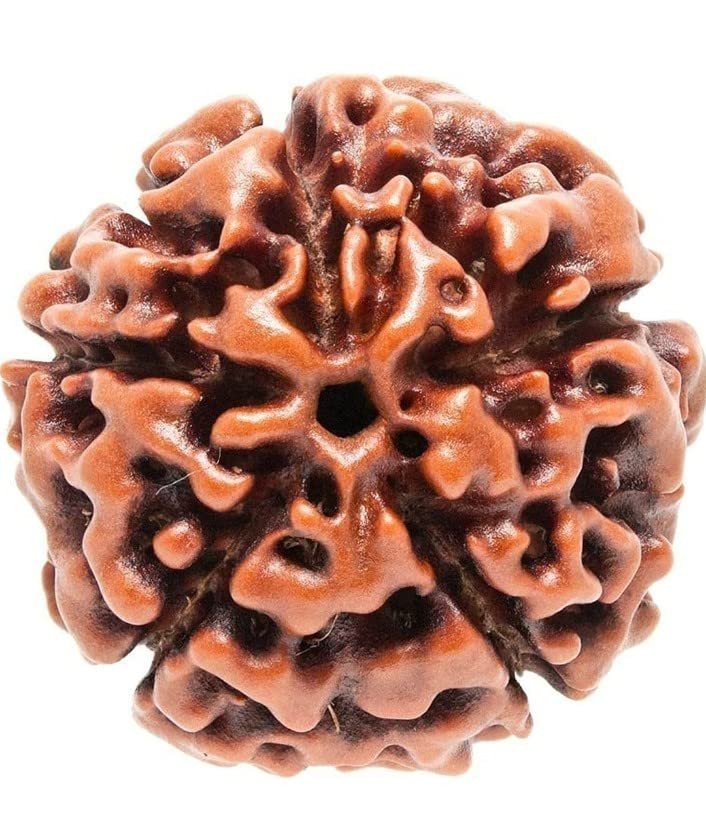 Certified 5 Mukhi Rudraksha (Five-Face Rudraksha)/प्रमाणित 5 मुखी रुद्राक्ष (पांच मुखी रुद्राक्ष)