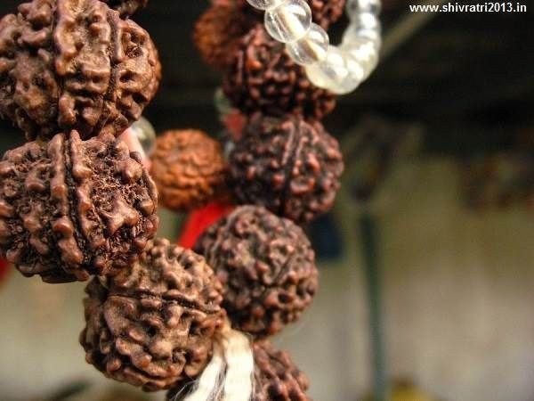 Rudraksha