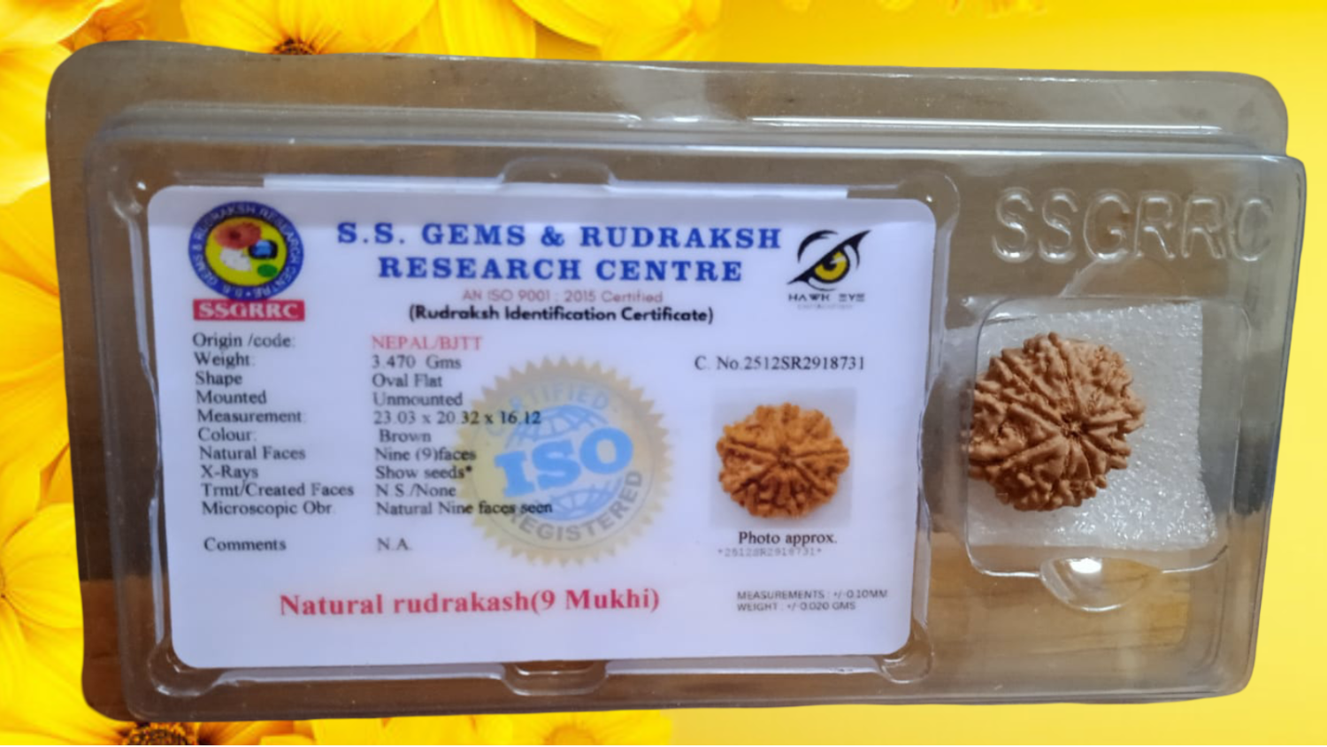 9 Mukhi Rudraksha – Certified & Natural/9 मुखी रुद्राक्ष