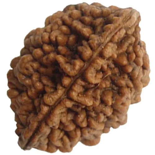 2 मुखी रुद्राक्ष के फायदे और नुकसान, रुद्राक्ष की पहचान व धारण करने की विधि