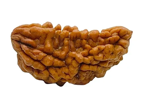 एक मुखी रुद्राक्ष के फायदे और नुकसान, असली की पहचान, कौन पहन सकता है | Ek Mukhi Rudraksha Benefits in Hindi