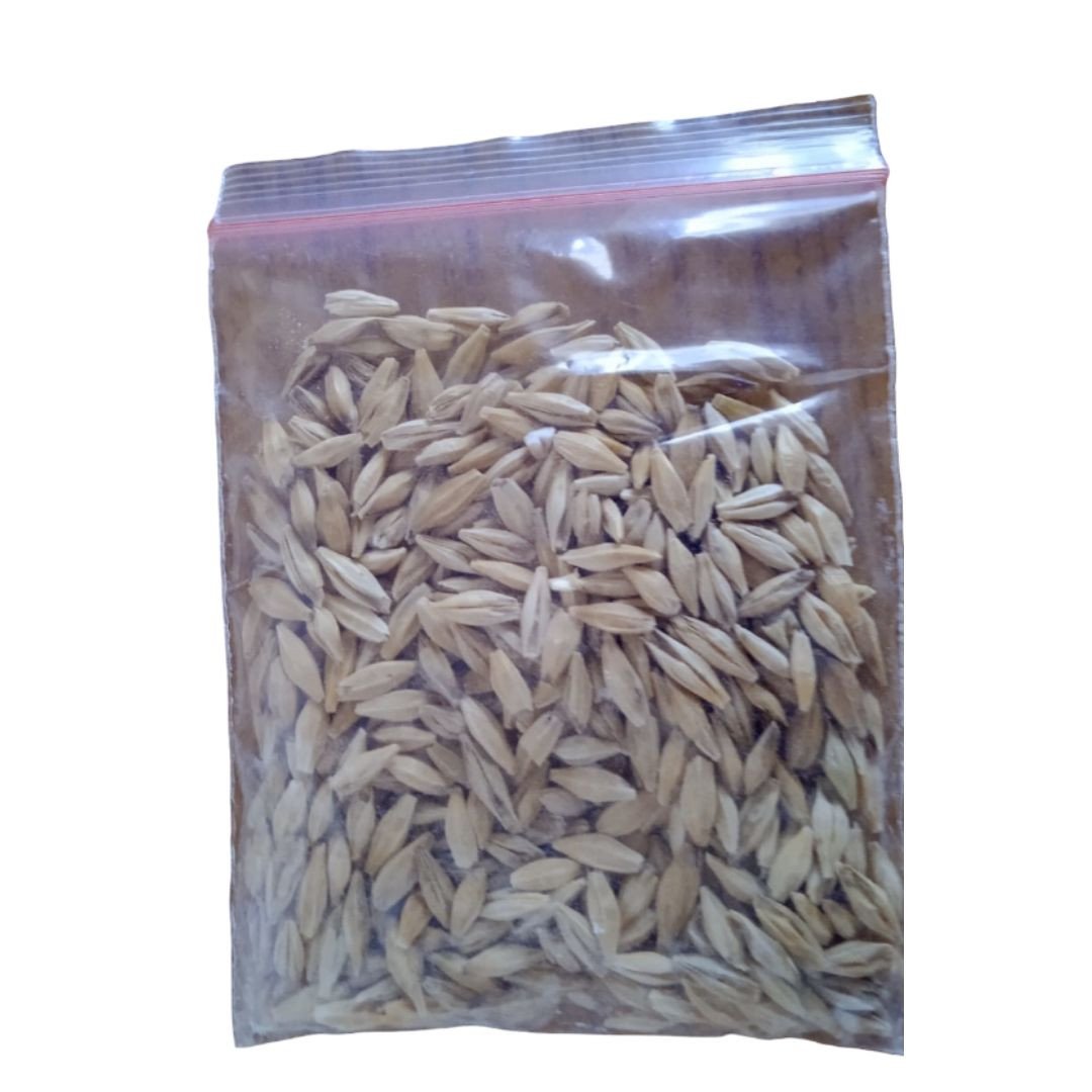 barley/जौ
