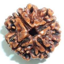 Certified 4 Mukhi Rudraksha (Four-Face Rudraksha)/प्रमाणित 4 मुखी रुद्राक्ष (चार मुखी रुद्राक्ष)