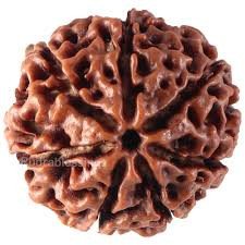 Certified 7 Mukhi Rudraksha (Seven-Face Rudraksha/प्रमाणित 7 मुखी रुद्राक्ष (सात मुखी रुद्राक्ष)