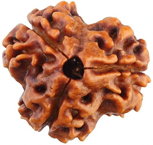 Certified 3 Mukhi Rudraksha (Three-Face Rudraksha)/प्रमाणित 3 मुखी रुद्राक्ष (तीन मुखी रुद्राक्ष)